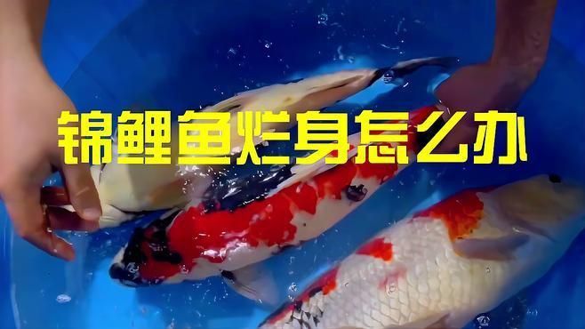 錦鯉爛身病多久能治好？