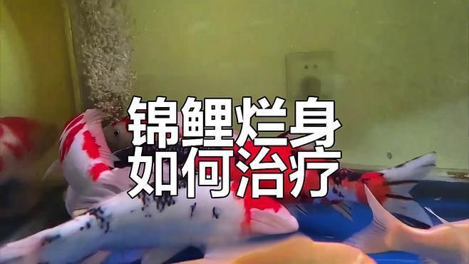 錦鯉爛身病多久能治好？
