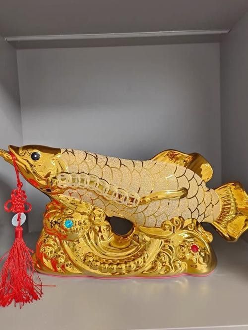 招財金龍魚價格及圖片欣賞 招財金龍魚價格及圖片欣賞 龍魚百科 第18張