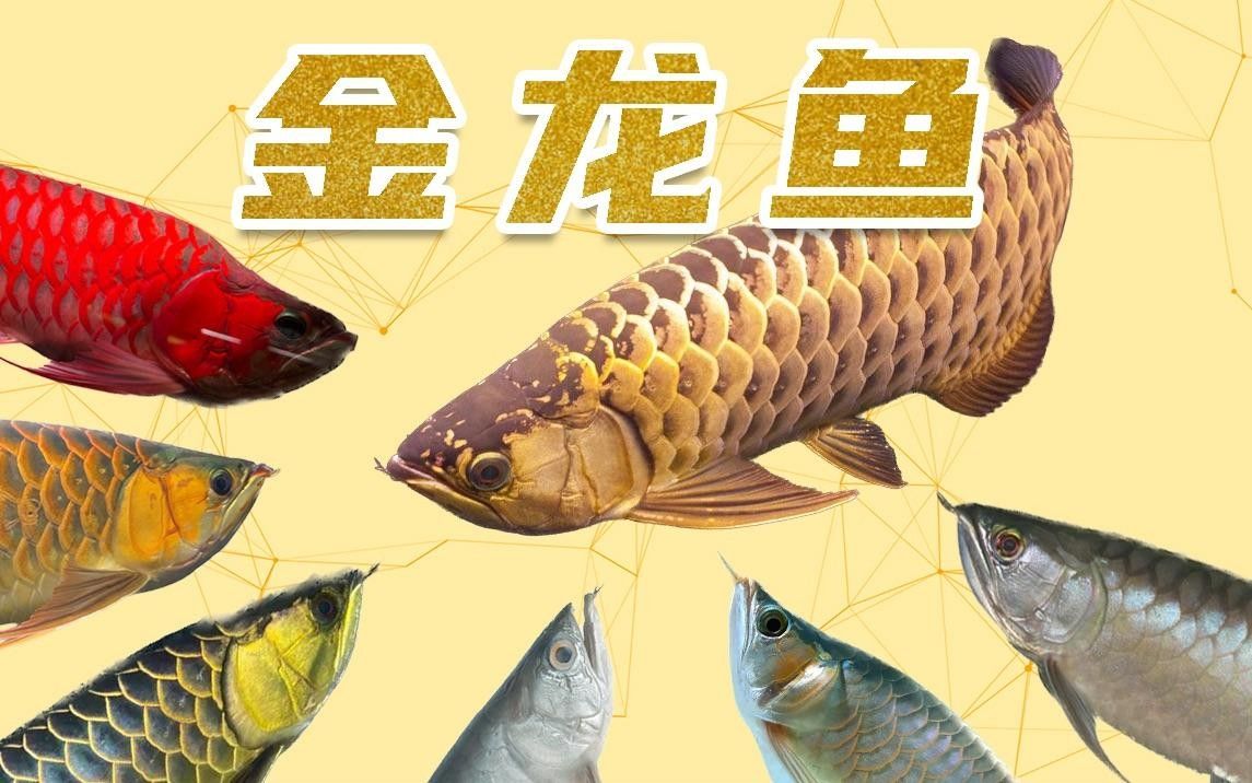 高背金龍魚如何飼養