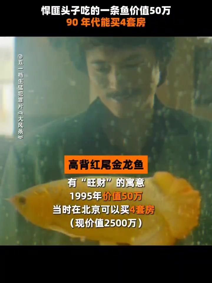 高背金龍魚如何飼養