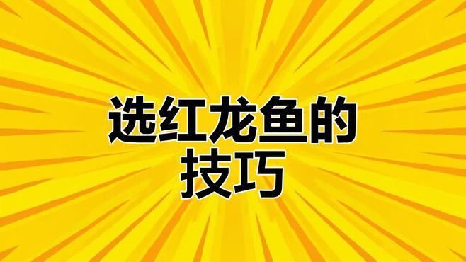 如何挑選紅龍魚幼魚？ 如何挑選紅龍魚幼魚？ 龍魚百科 第6張
