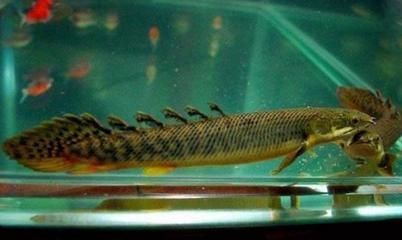 龍魚為什么老在上面游：為什么龍魚老在上面游？