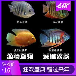 紅龍魚一面鉆石眼養著還有價值嗎：鉆石眼對紅龍魚的影響
