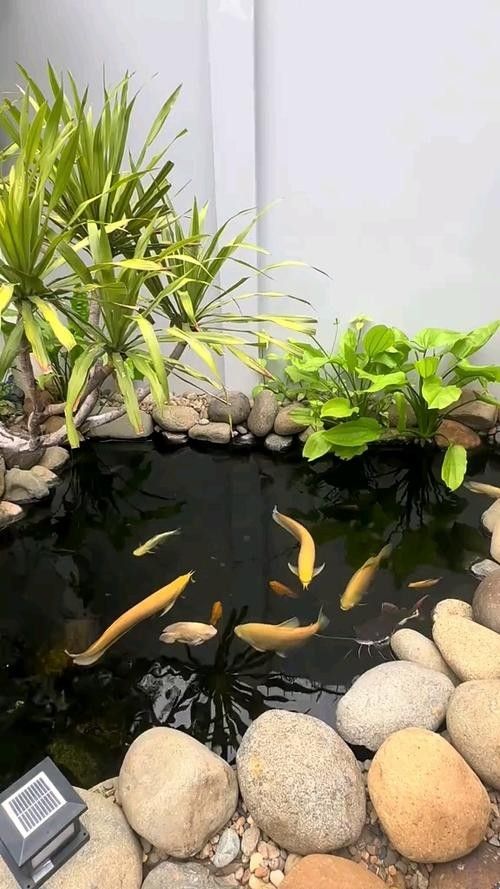 龍魚是什么樣的？