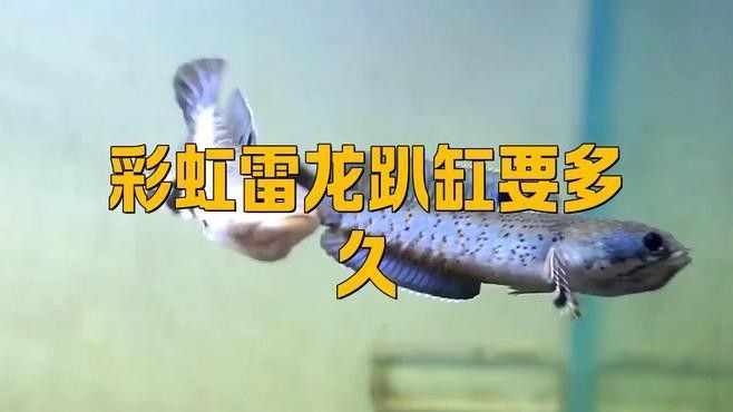 雷龍魚趴缸的原因有哪些？