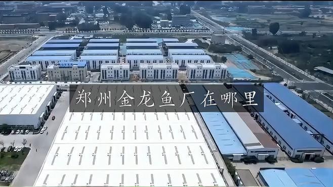 鄭州龍魚出售價格查詢