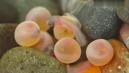 龍魚怎么產(chǎn)仔