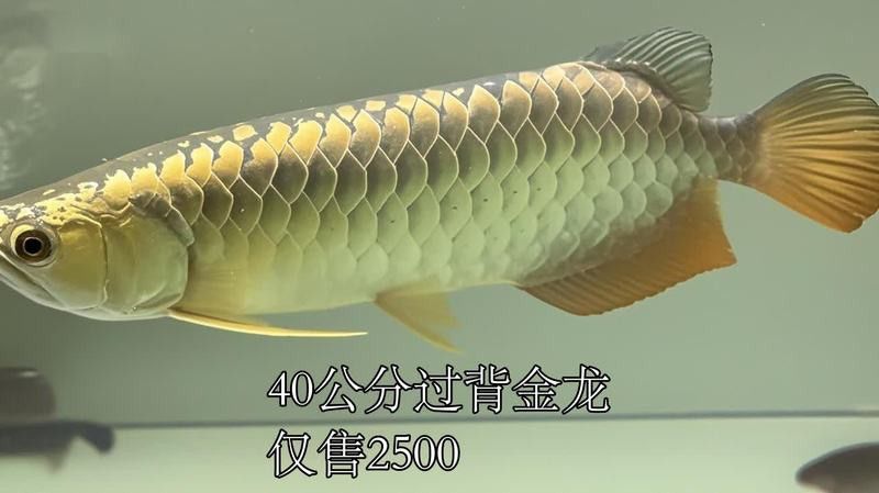 B過背金龍魚的市場價格趨勢如何？