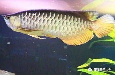 龍魚腸炎的常見癥狀和治療方法包括改善水質和水質和水體條件：龍魚常見疾病以及治療方法