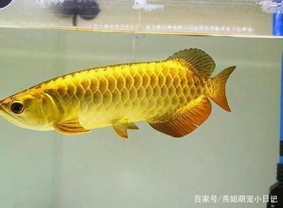 金龍魚的成魚體長一般在多少？：金龍魚的成魚體長一般在40-50厘米左右 金龍魚的成魚體長一般在多少？：金龍魚的成魚體長一般在40-50厘米左右 龍魚百科 第2張