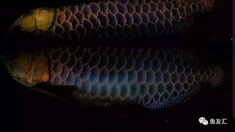 賽級(jí)藍(lán)底金龍最簡(jiǎn)單三個(gè)顏色