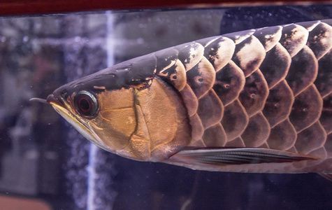 龍魚(yú)橫著漂浮怎么回事：龍魚(yú)橫著漂浮可能是由于多種原因引起的