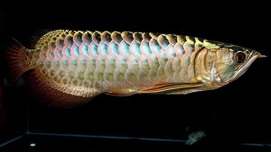 金龍魚產(chǎn)子為什么要吐出來