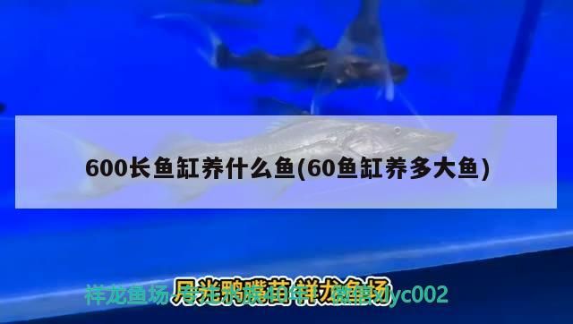 600長魚缸養(yǎng)什么魚(60魚缸養(yǎng)多大魚)
