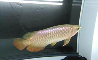 龍魚多大發(fā)色停止繁殖：響龍魚繁殖龍魚發(fā)色過程龍魚發(fā)色過程 龍魚多大發(fā)色停止繁殖：響龍魚繁殖龍魚發(fā)色過程龍魚發(fā)色過程 龍魚百科 第2張