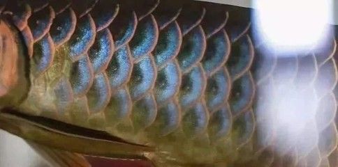 龍魚用藥哪個牌子好用點兒的：龍魚用藥哪個牌子好
