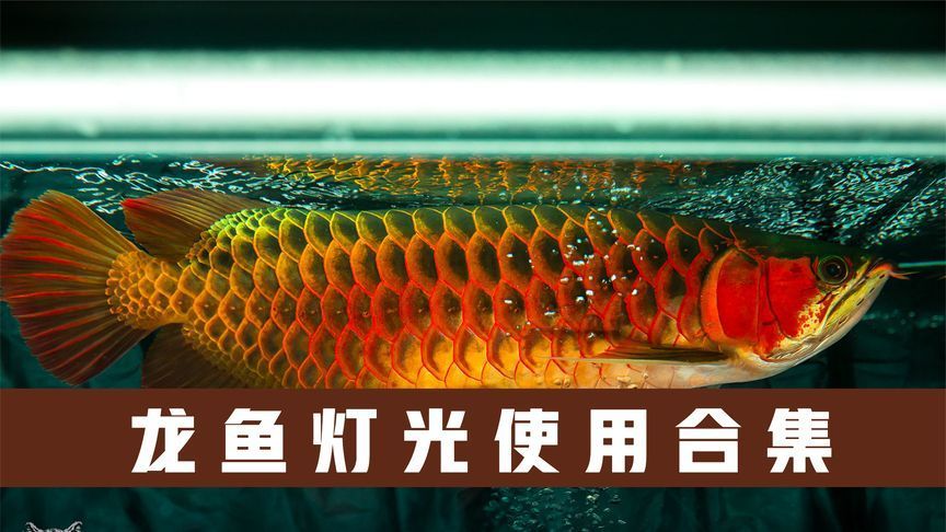 龍魚用藥哪個牌子好用點兒的：龍魚用藥哪個牌子好
