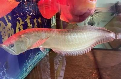 銀龍魚鱗片發紅對魚有什么影響（銀龍魚鱗片發紅會影響健康和生活質量，飼養者需要注意以下幾點）