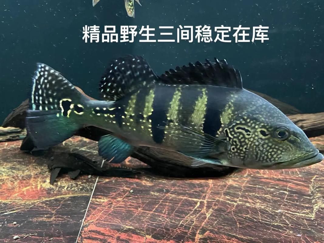 藍帆五間魚脫變最簡單三個步驟圖片詳解