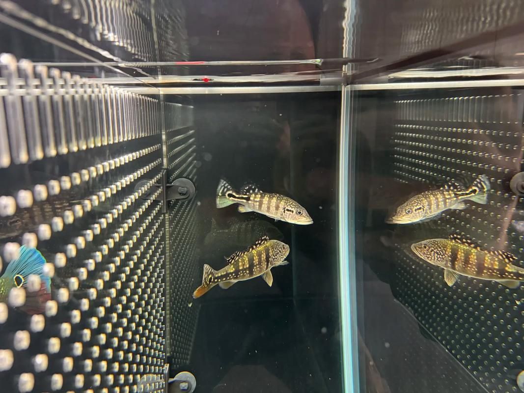 藍帆五間魚脫變最簡單三個步驟圖片詳解
