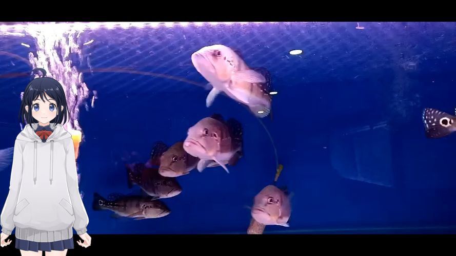 藍帆五間魚脫變最簡單三個步驟圖片詳解