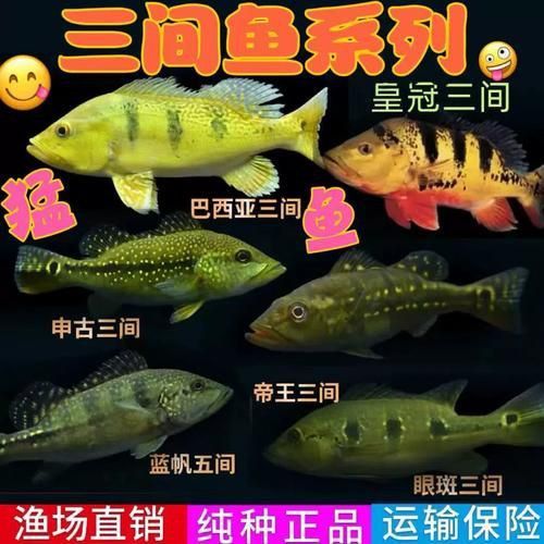 藍帆五間魚脫變最簡單三個步驟圖片詳解