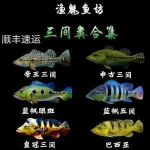 藍帆五間魚脫變最簡單三個步驟圖片詳解