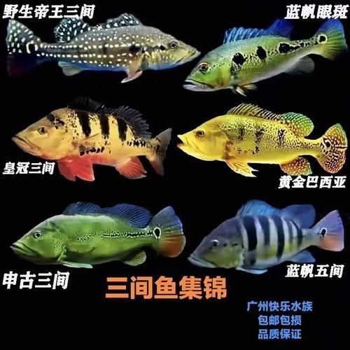 藍帆五間魚脫變最簡單三個步驟圖片詳解