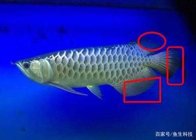 紅龍魚公母怎么分：紅龍魚公母如何區分