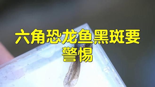 六角恐龍魚身上長黑斑