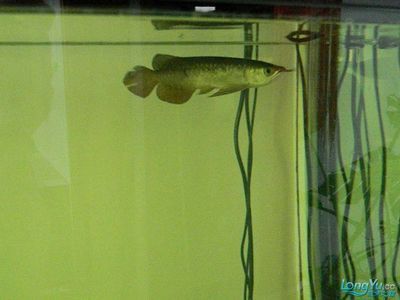 龍魚入缸幾天換水比較好（新龍魚入缸后如何換水）