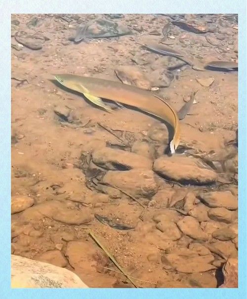 黃金龍魚圖片大全