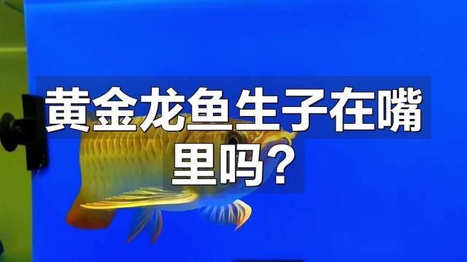 黃金龍魚圖片大全
