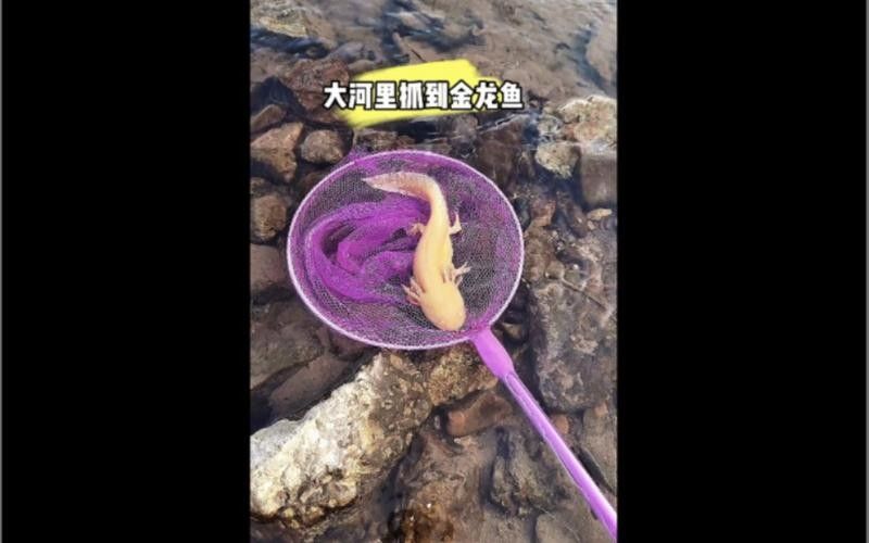 黃金龍魚圖片大全
