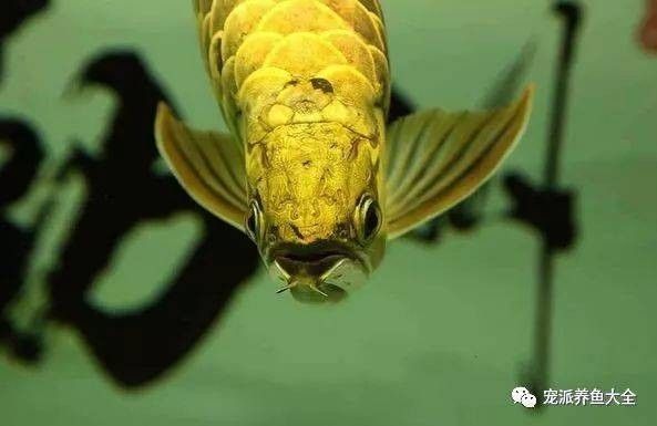 黃金龍魚圖片大全