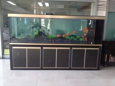 大型龍魚(yú)缸尺寸信息搜索結(jié)果搜索結(jié)果中并未提供最大龍魚(yú)缸
