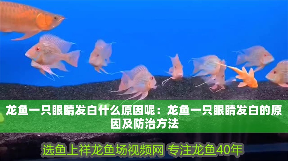 龍魚一只眼睛發(fā)白什么原因呢：龍魚一只眼睛發(fā)白的原因及防治方法