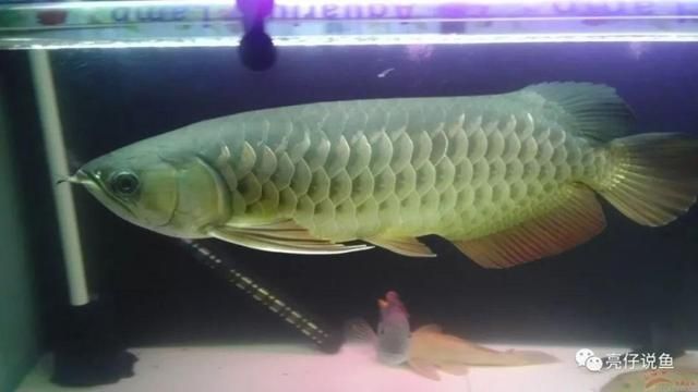 龍魚(yú)品種價(jià)格：常見(jiàn)龍魚(yú)品種及其價(jià)格范圍
