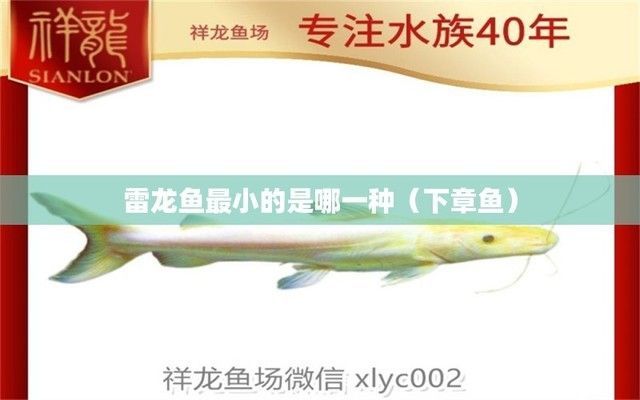 哪種雷龍魚體型最小（最小的雷龍魚品種是什么？）