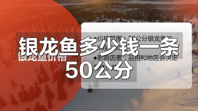 銀龍魚大概多少錢一只