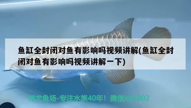 金龍魚封缸有什么好處（如何正確封缸養金龍魚）