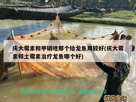 甲硝唑片能治龍魚蒙眼嗎：腸蟲清龍魚能用甲硝唑嗎，龍魚能用甲硝唑嗎