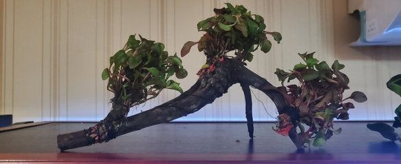 龍魚缸沉木造景圖：如何選擇適合龍魚缸沉木造景