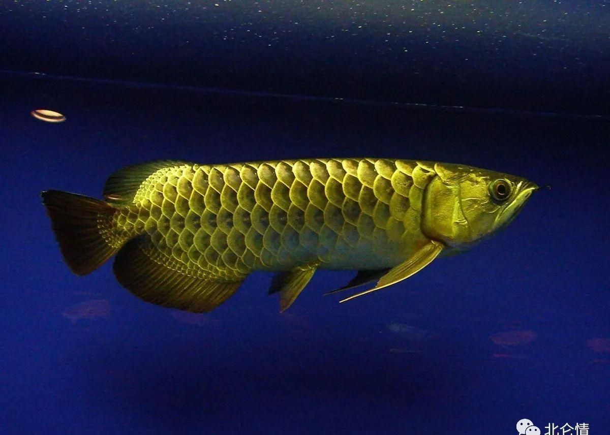 百萬金龍魚是怎么回事：關于“百萬金龍魚”，可以從以下幾個方面進行解讀