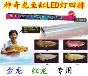 龍魚燈的作用是什么：龍魚燈在飼養(yǎng)中扮演著至關(guān)重要的角色