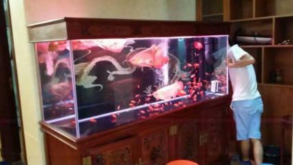 龍魚(yú)跳出魚(yú)缸死亡可能預(yù)示著主人的運(yùn)勢(shì)變化，可能預(yù)示著主人運(yùn)勢(shì)：龍魚(yú)的死亡可以預(yù)示著主人的運(yùn)勢(shì)變化