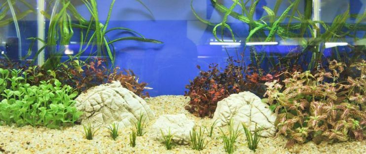 漂亮魚缸說說（魚缸與家居風(fēng)格融合）