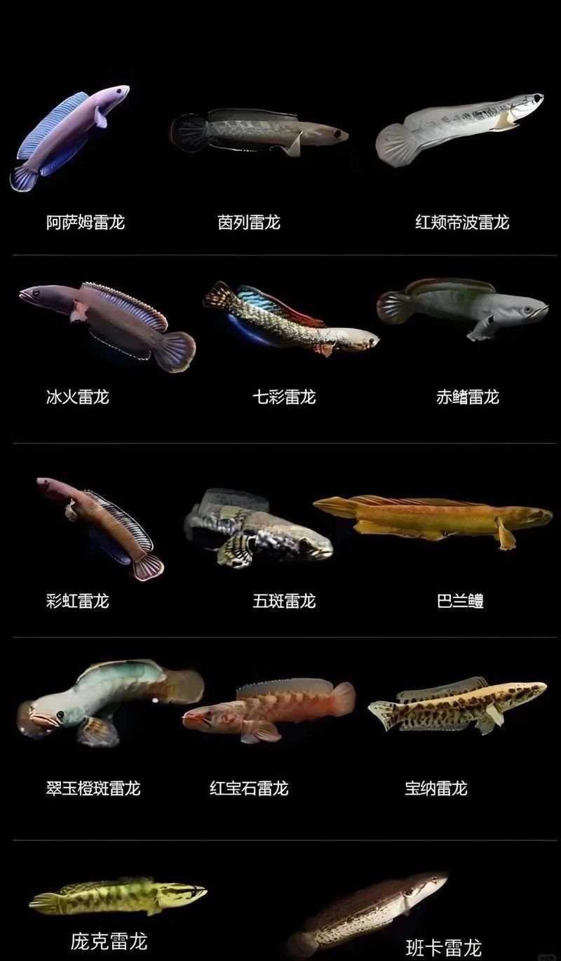 雷龍有多少個品種