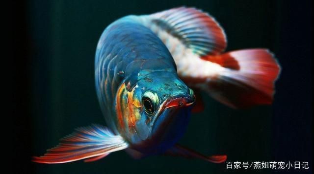 龍魚價格排行（龍魚品種鑒賞技巧：龍魚價格波動因素辨別龍魚品質優劣）